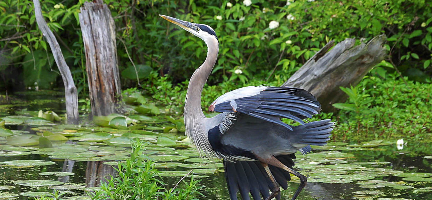 Great Blue Heron, Cuyahoga Valley National Park, Ohio | Photo Credit: NPS