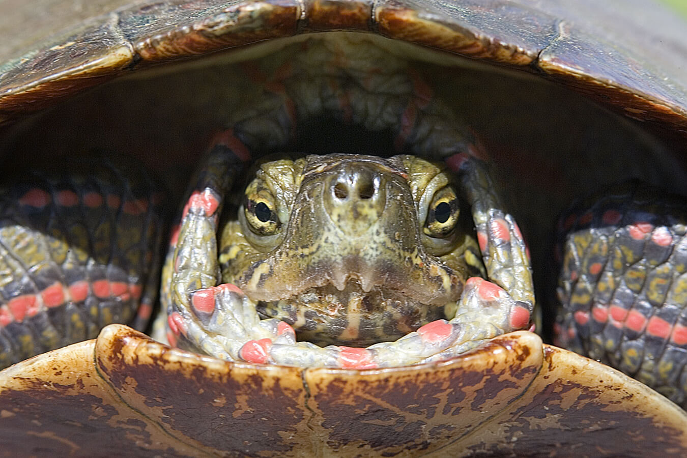 Painted Turtle Portrait, Cuyahoga Valley National Park, Ohio | Photo Credit: NPS