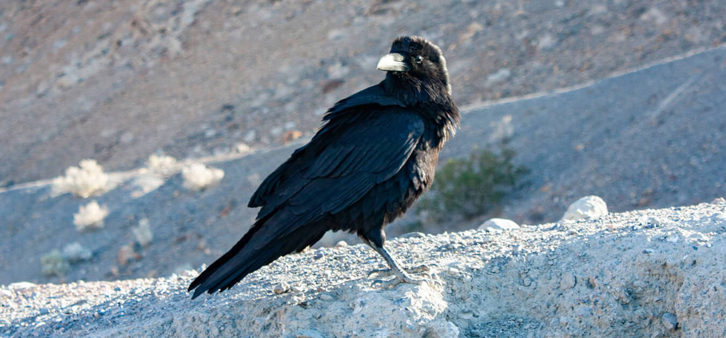 Common Raven, Death Valley National Park, California and Nevada | Photo Credit: Shutterstock / David Rajter