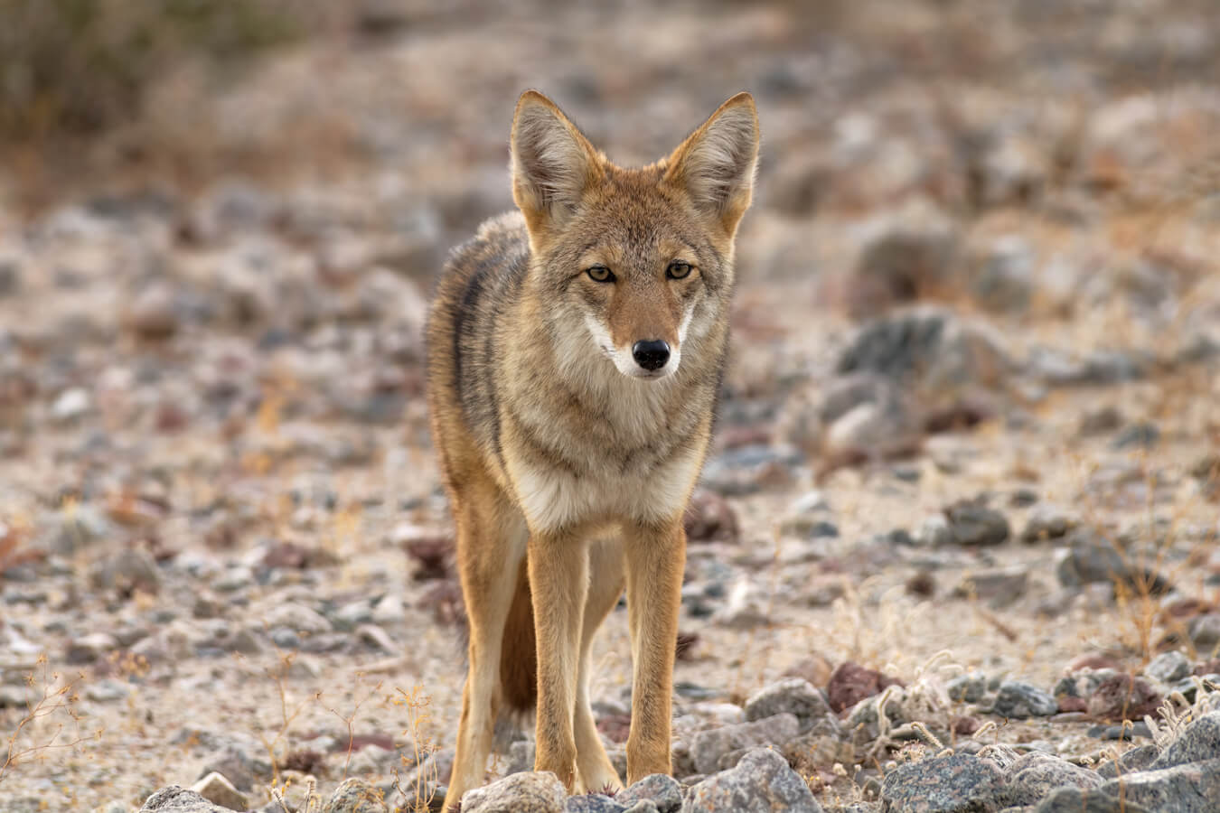 Coyote in Death Valley, Death Valley National Park, California and Nevada | Photo Credit: Shutterstock / Angel DiBilio