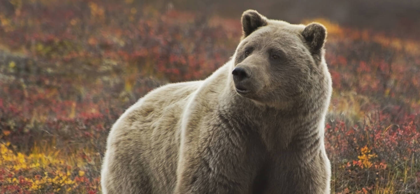 Grizzly Bear in Denali, Denali National Park and Preserve, Alaska | Photo Credit: Shutterstock / Nancy S