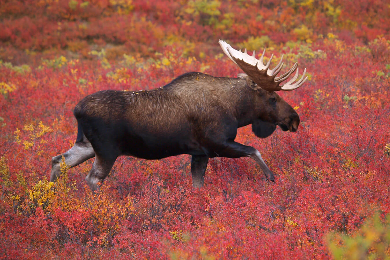 Moose in Denali, Denali National Park and Preserve, Alaska | Photo Credit: Shutterstock / Tomas Pavelka