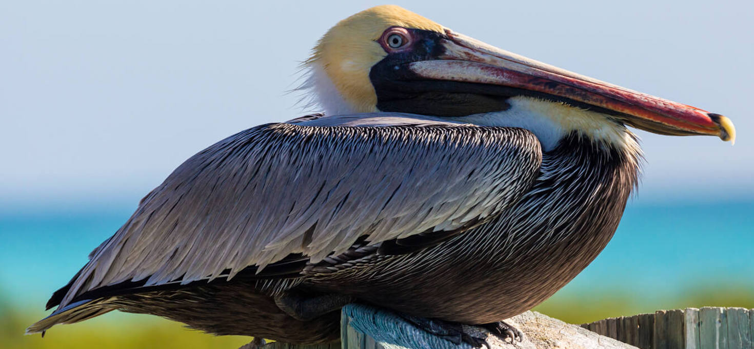 Wild Brown Pelican in Dry Tortugas, Dry Tortugas National Park, Florida | Photo Credit: Shutterstock / BlueBarronPhoto