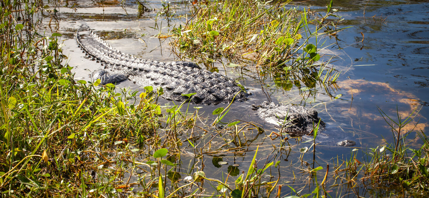 Shark Valley Loop Road, Everglades National Park, Florida | Photo Credit: Vezzani Photography