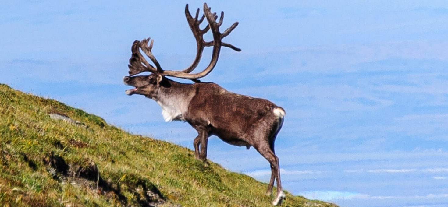 Bull Caribou on Hill, Gates of the Arctic National Park and Preserve, Alaska | Photo Credit: Shutterstock / Danita Delimont