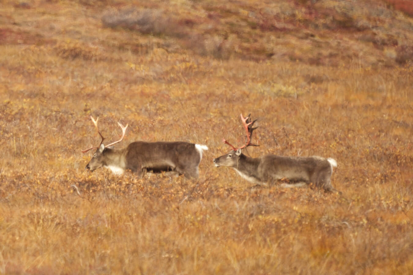 Two Caribou, Gates of the Arctic National Park and Preserve, Alaska | Photo Credit: Shutterstock / Wirestock Creators