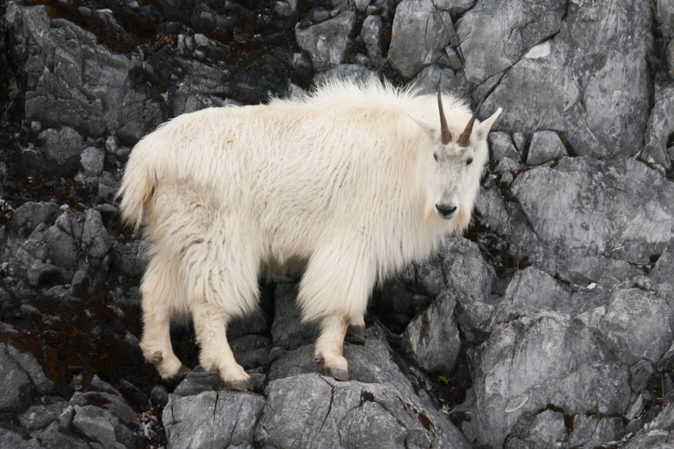 Mountain Goat in Glacier Bay, Glacier Bay National Park and Preserve, Alaska | Photo Credit: Shutterstock / MintImages