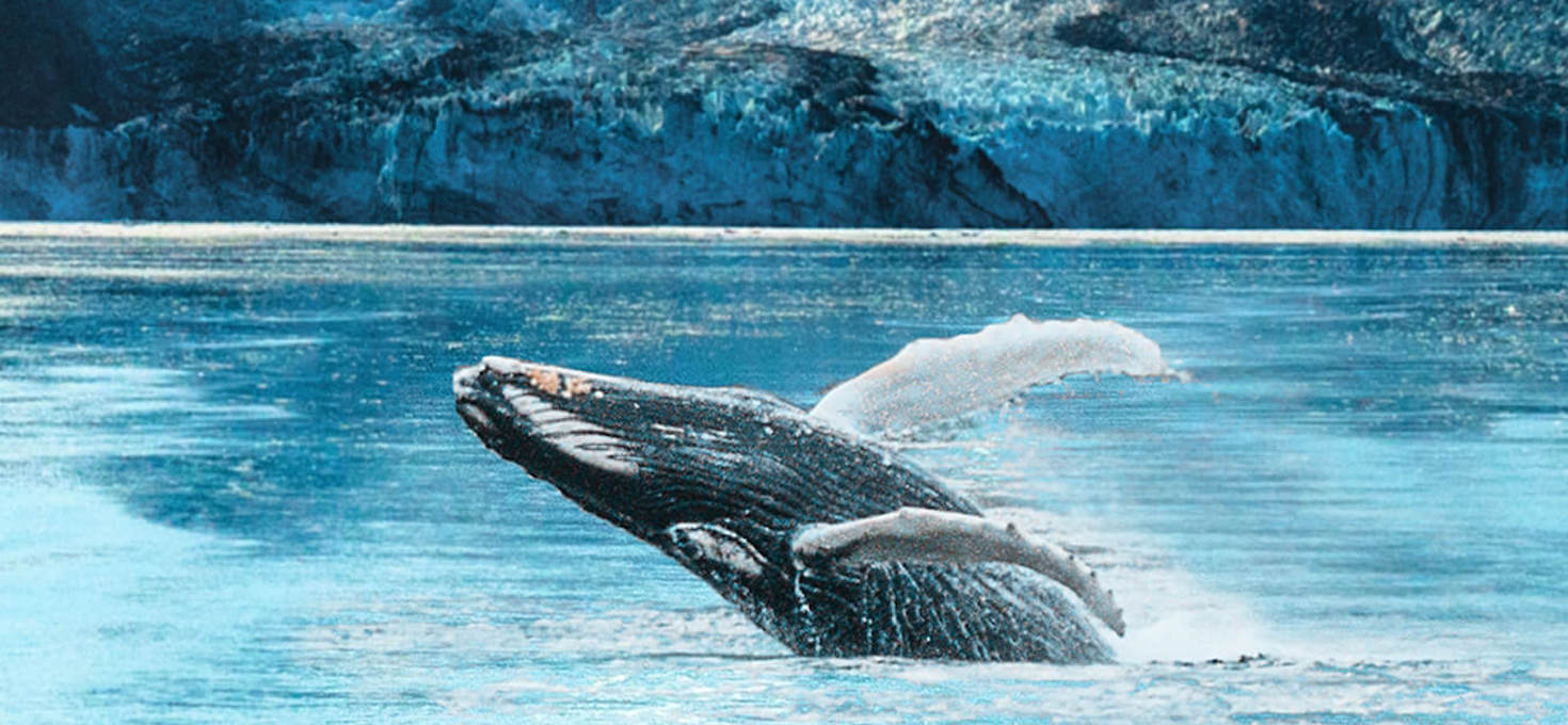 Whale Watching in Glacier Bay, Glacier Bay National Park and Preserve, Alaska | Photo Credit: Shutterstock / Maridav