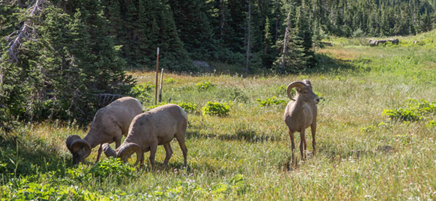 Bighorn Sheep, Glacier National Park, Montana | Photo Credit: David Vezzani