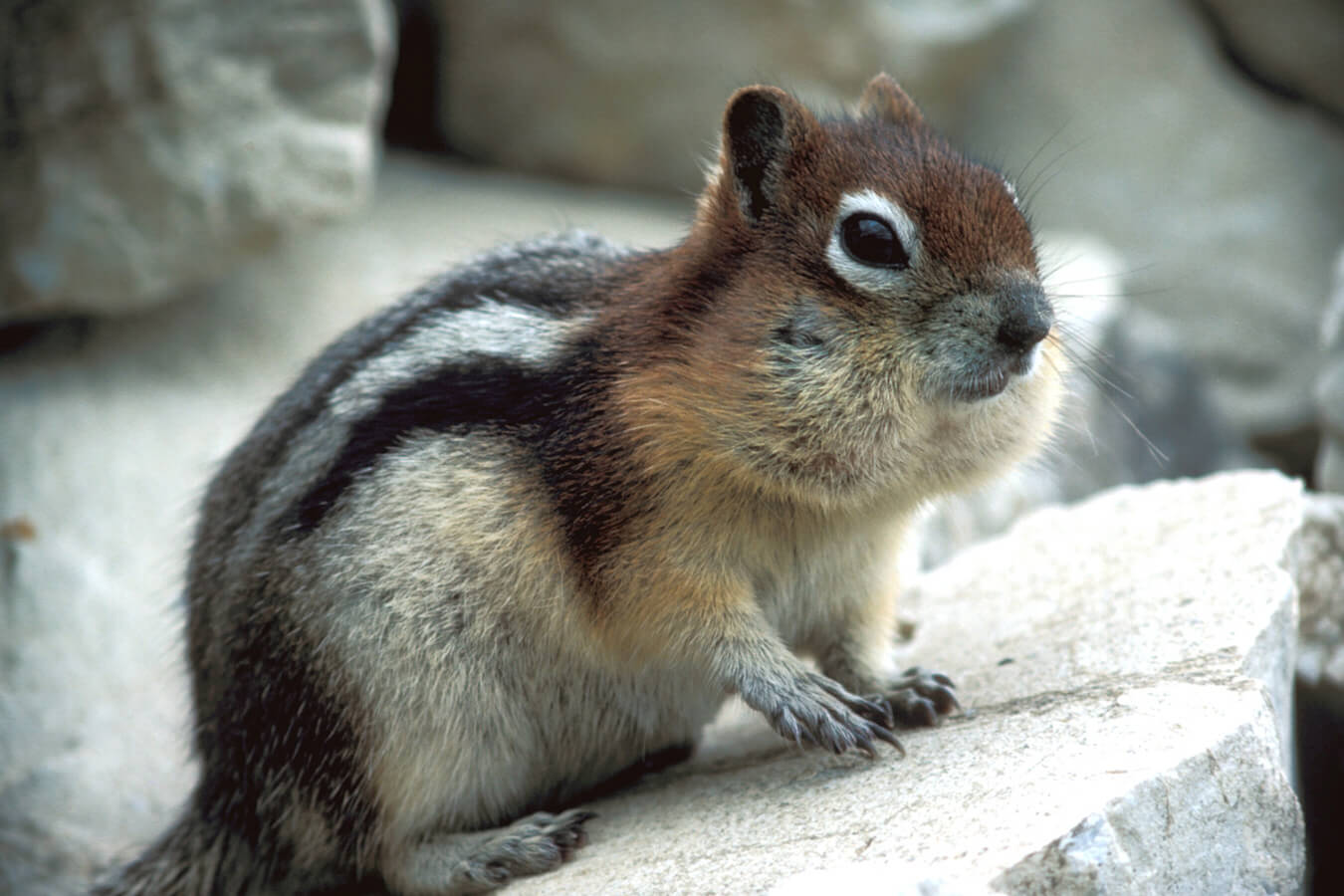 Golden-mantled Squirrel, Glacier National Park, Montana | Photo Credit: NPS