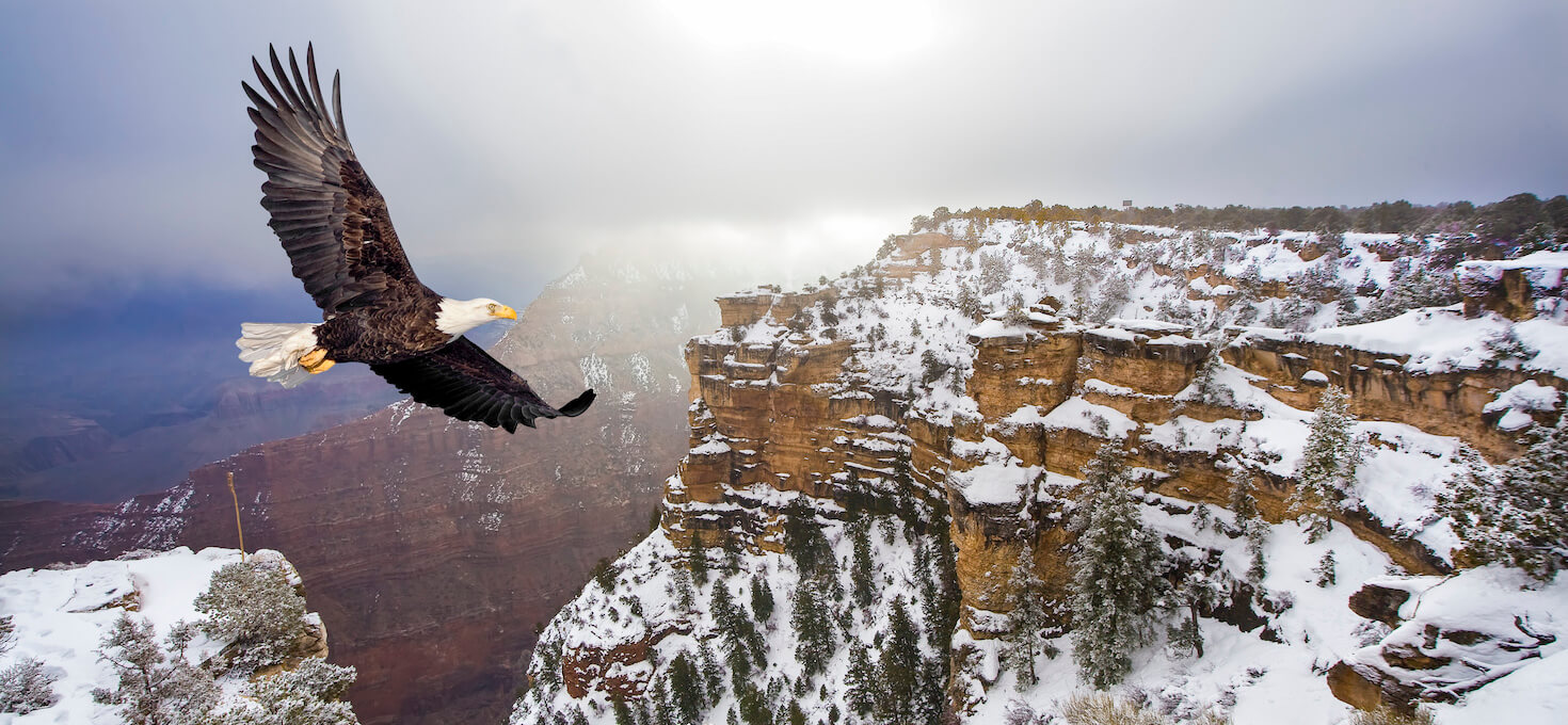 Bald Eagle, Grand Canyon National Park, Arizona | Photo Credit: iStock / Steve Collender