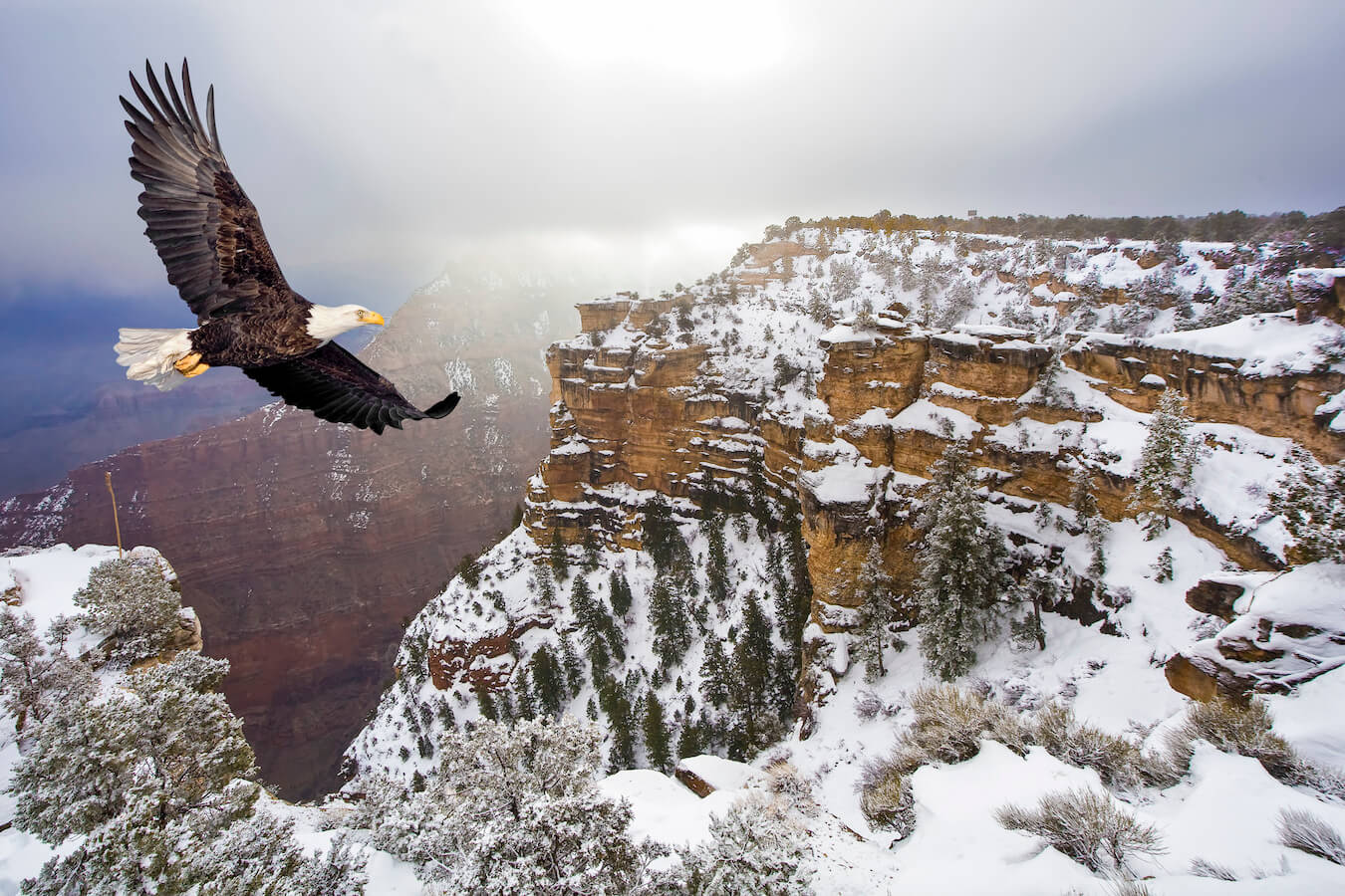 Bald Eagle, Grand Canyon National Park, Arizona | Photo Credit: iStock / Steve Collender