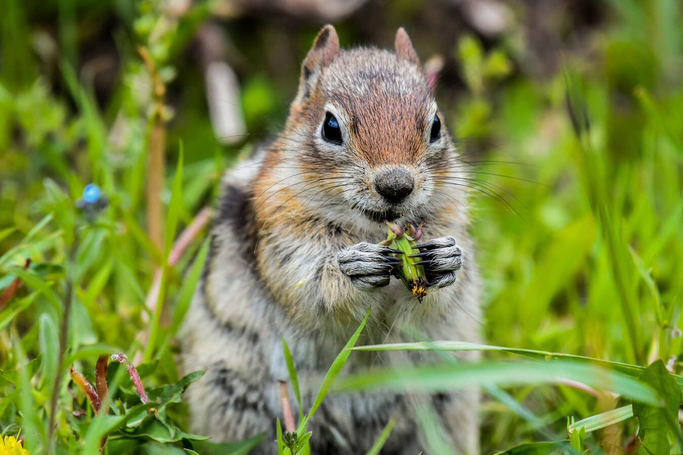 Golden-mantled Ground Squirrel, Grand Teton National Park, Wyoming | Photo Credit: NPS / Jane Gamble