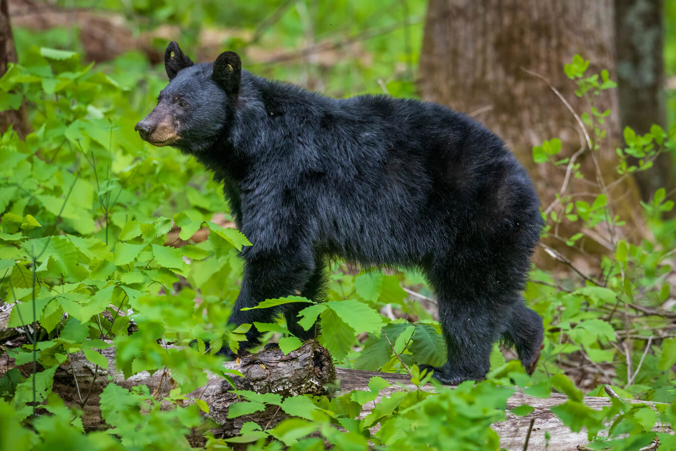 American Black Bear, Great Smoky Mountains National Park, North Carolina and Tennessee | Photo Credit: Shutterstock / Ben McMurtray