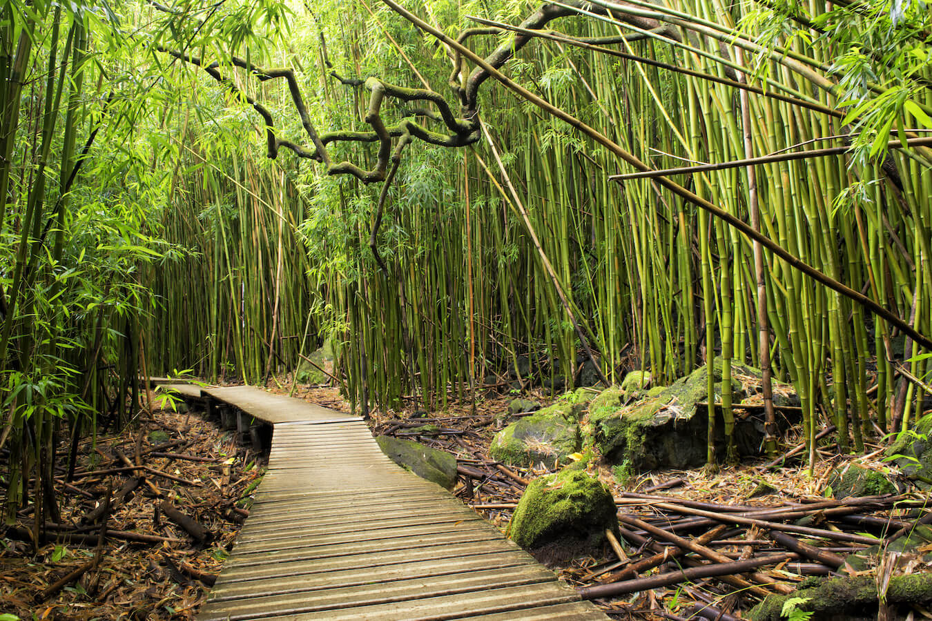 Bamboo Forest, Haleakalā National Park, Hawaii | Photo Credit: Shutterstock / Alex GK Lee