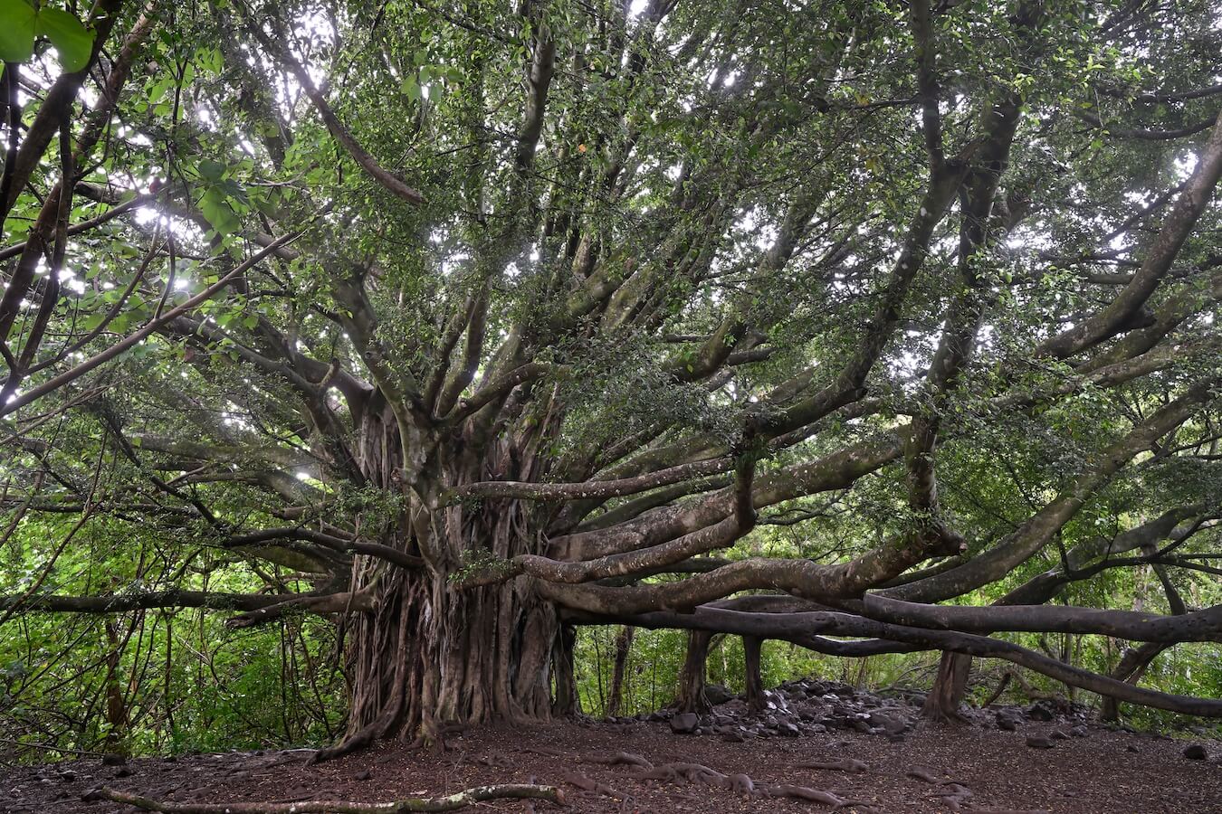 Banyan Trees, Haleakalā National Park, Hawaii | Photo Credit: Shutterstock / Alex GK Lee