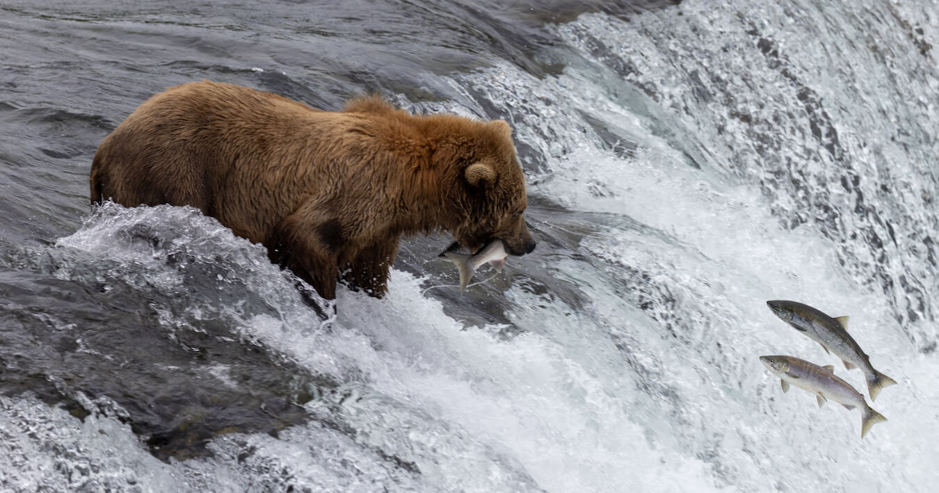 Brooks Falls, Katmai National Park & Preserve, Alaska | Photo Credit: Greg Thomas