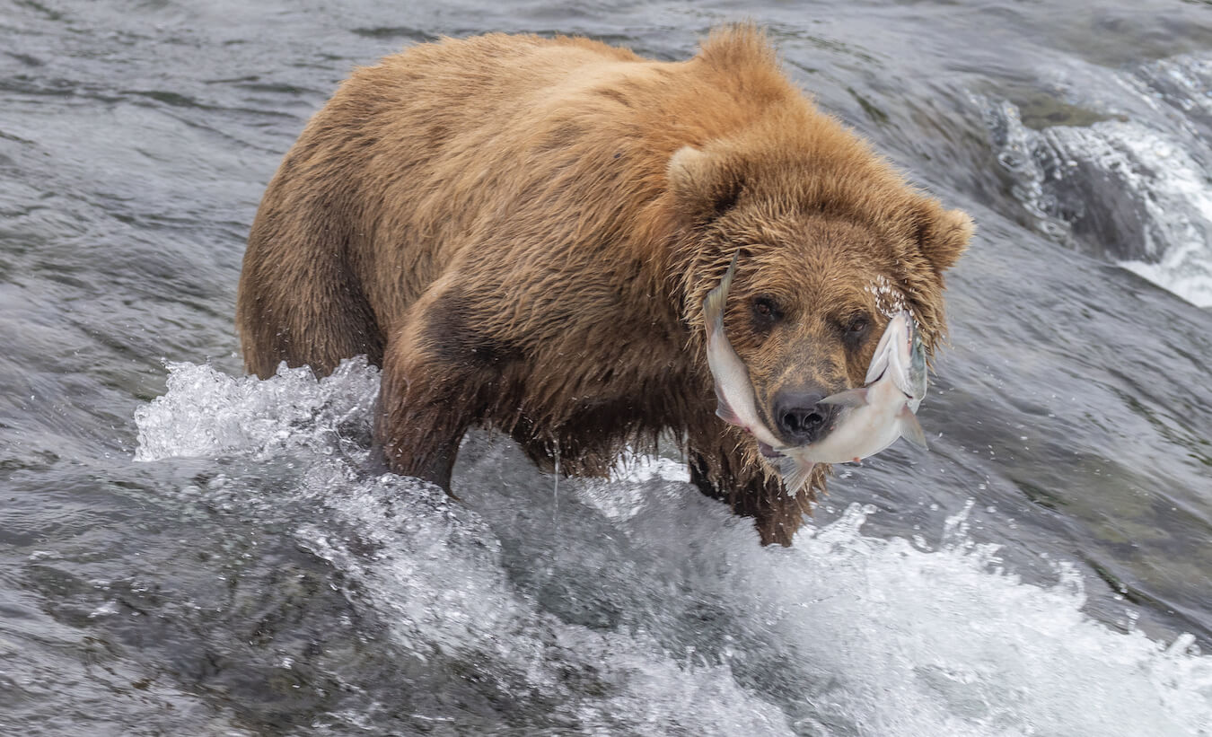 Brooks Falls, Katmai National Park & Preserve, Alaska | Photo Credit: Greg Thomas