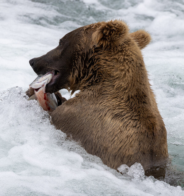 Brooks Falls, Katmai National Park & Preserve, Alaska | Photo Credit: Greg Thomas