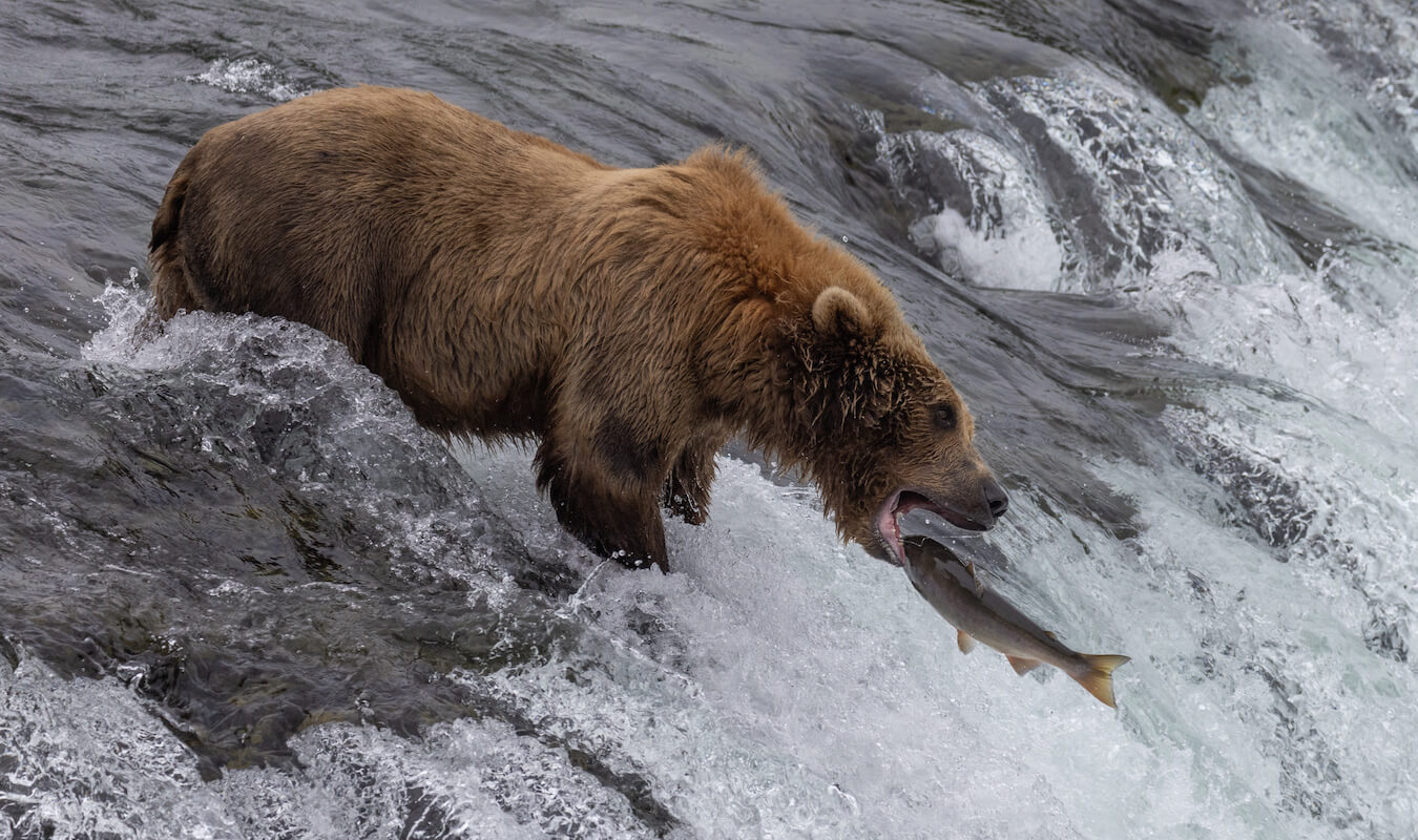 Brooks Falls, Katmai National Park & Preserve, Alaska | Photo Credit: Greg Thomas