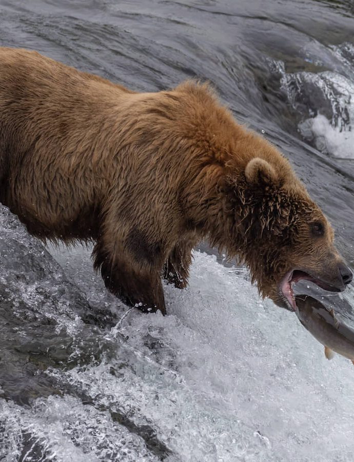 Brooks FallsKatmai National Park & Preserve 