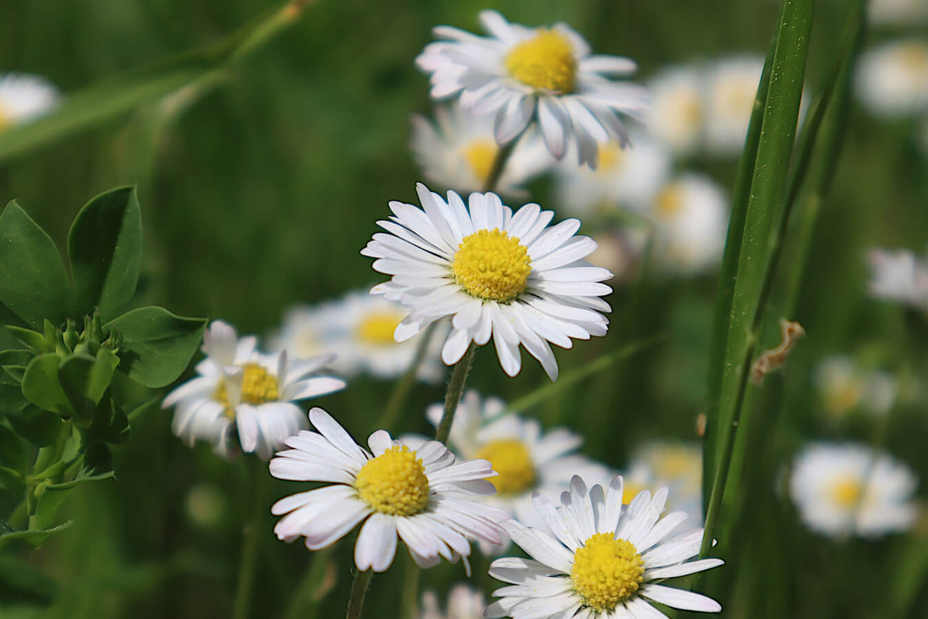 Daisy | Photo Credit: Pixabay / JA2020