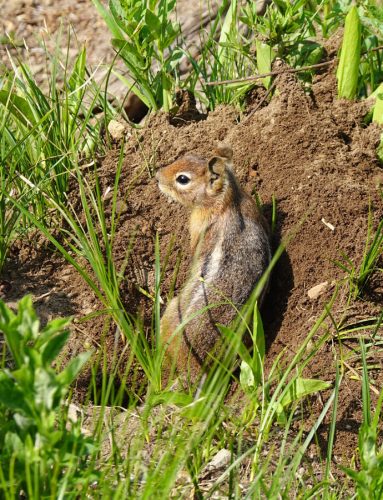 Golden-Mantled Ground Squirrel in Hole, Grand Teton National Park, Wyoming | Photo Credit: NPS / K. Loving Photo