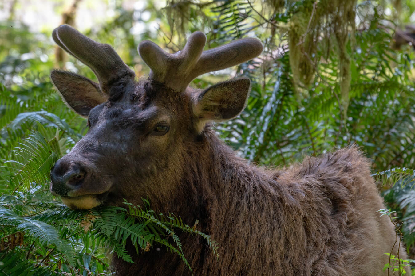 Roosevelt Elk in the Hoh Rain Forest, Olympic National Park, Washington | Photo Credit: Shutterstock / John T Callery