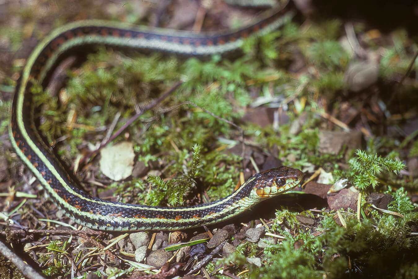Garter Snake in the Grass, Olympic National Park, Washington | Photo Credit: Shutterstock / steve estvanik