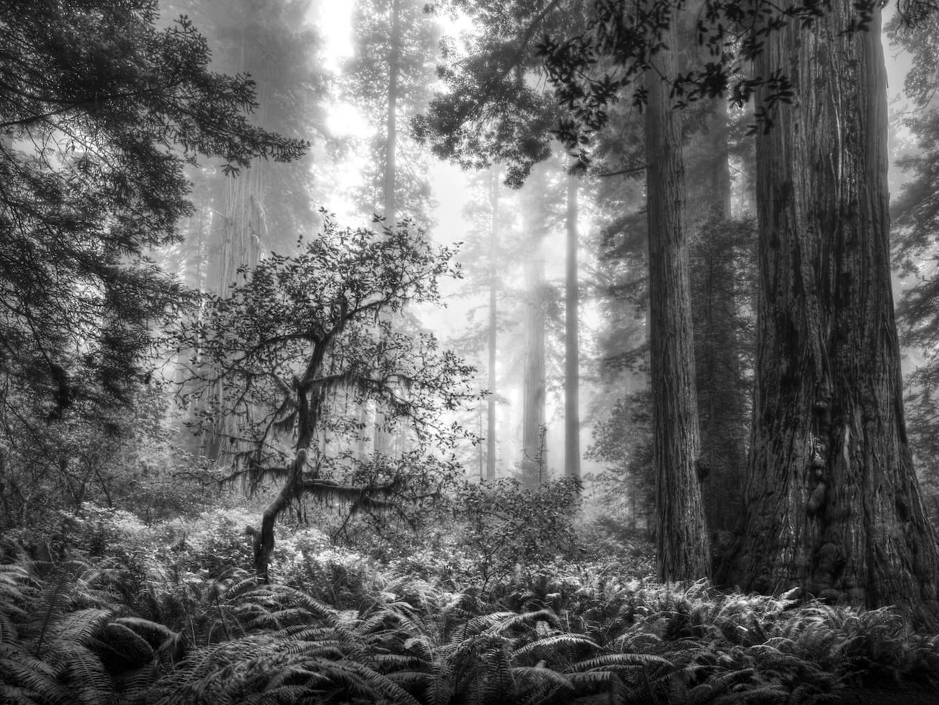 Lady Bird Johnson Trail, Redwood National and State Parks, California | Photo Credit: Gary Wagner