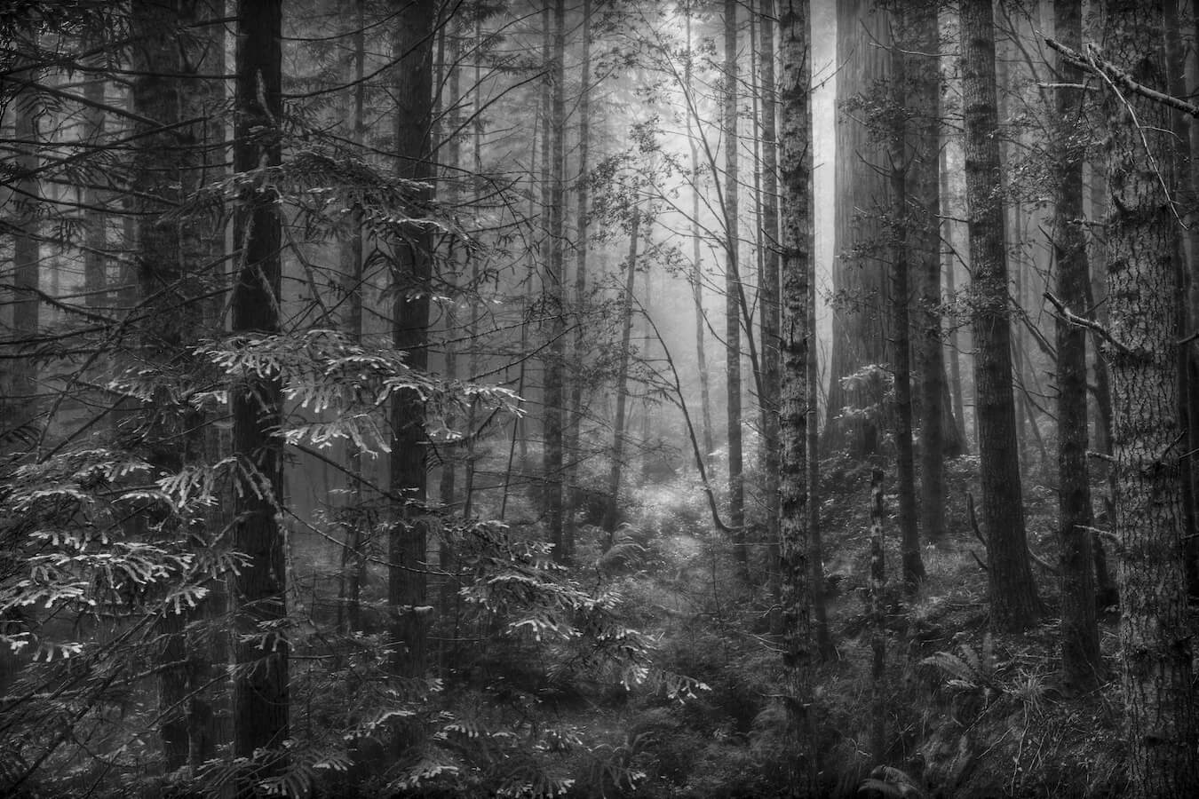 Lady Bird Johnson Trail, Redwood National and State Parks, California | Photo Credit: Gary Wagner