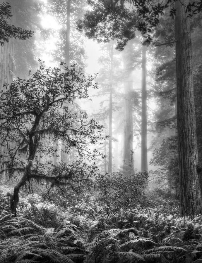 Lady Bird Johnson Grove TrailRedwood National and State Parks 
