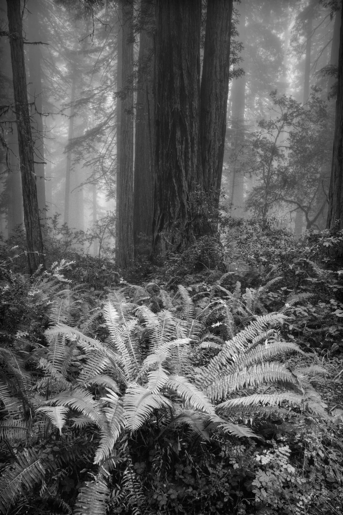 Lady Bird Johnson Trail, Redwood National and State Parks, California | Photo Credit: Gary Wagner
