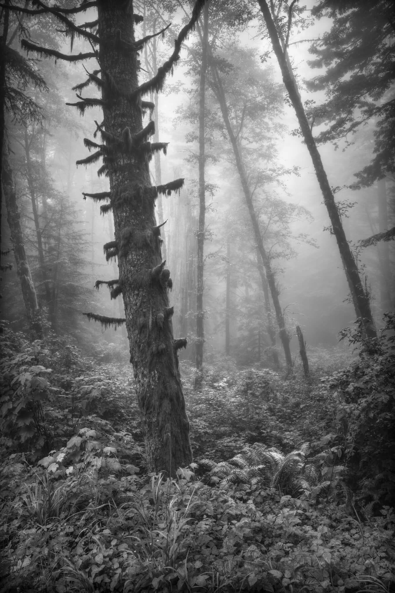 Lady Bird Johnson Trail, Redwood National and State Parks, California | Photo Credit: Gary Wagner