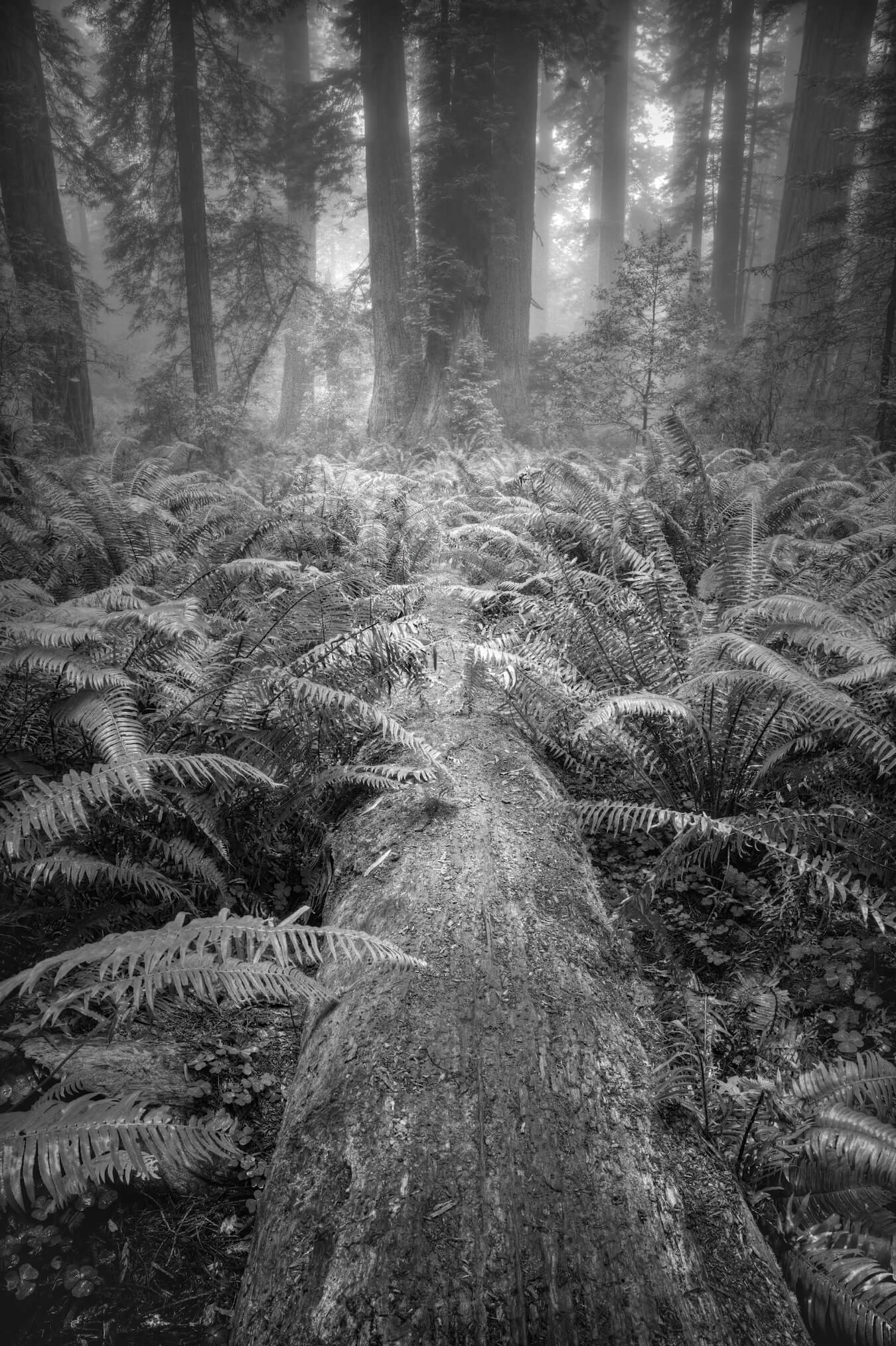 Lady Bird Johnson Trail, Redwood National and State Parks, California | Photo Credit: Gary Wagner