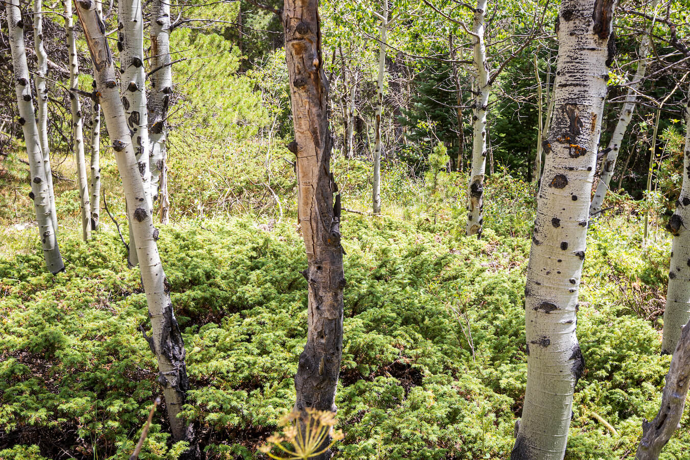 Copeland Falls Hike, Rocky Mountain National Park, Colorado | Photo Credit: Juventa Vezzani
