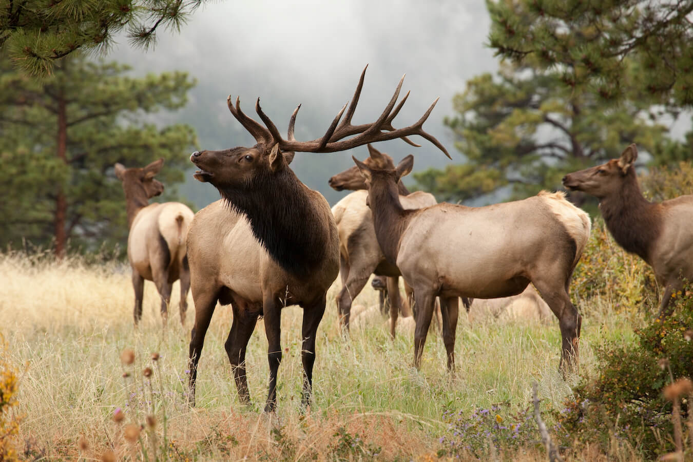 Elk, Rocky Mountain National Park, Colorado | Photo Credit: iStock / milehightraveler