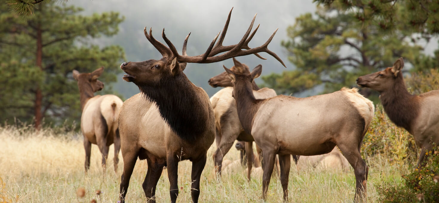 Elk, Rocky Mountain National Park, Colorado | Photo Credit: iStock / milehightraveler