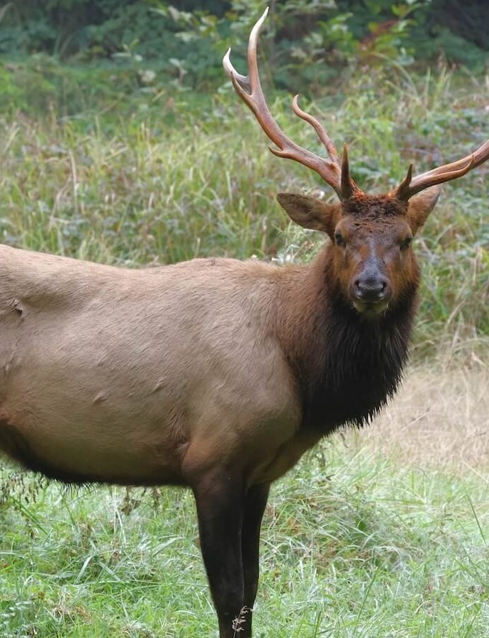 Roosevelt ElkNational Park Wildlife 