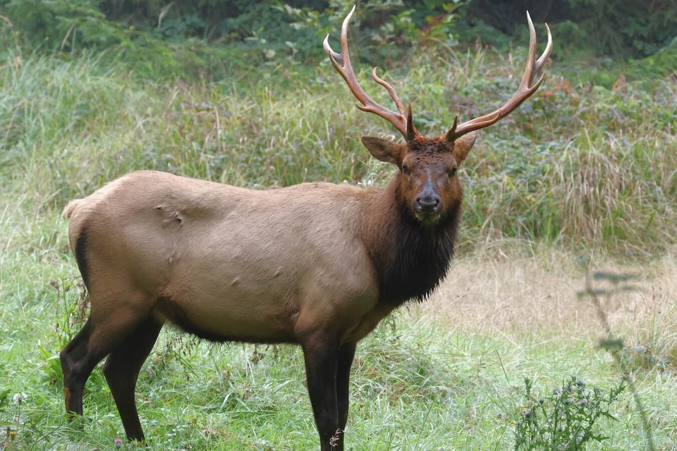 Roosevelt Bull Elk, Redwood and State National Parks, California | Photo Credit: Vella Torvik