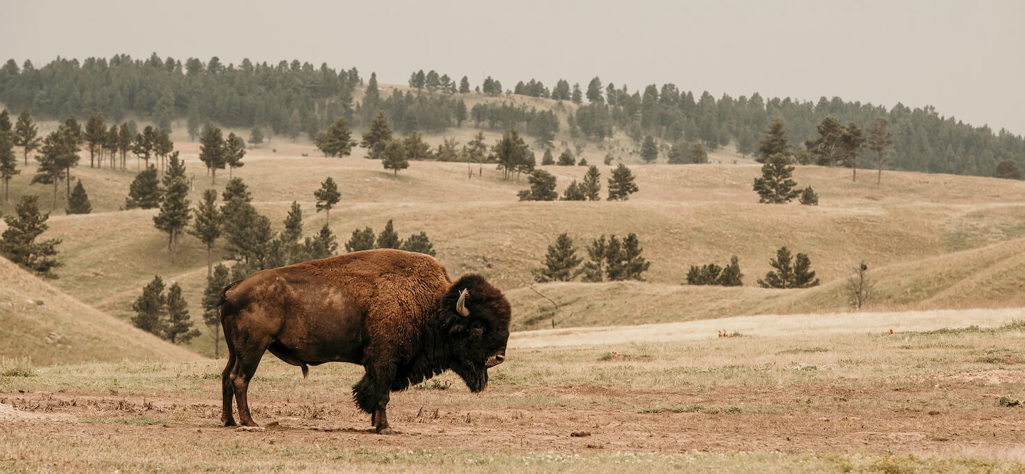 Bison Standing in Open Plains, Wind Cave National Park, South Dakota | Shutterstock / SamanthaZurbic