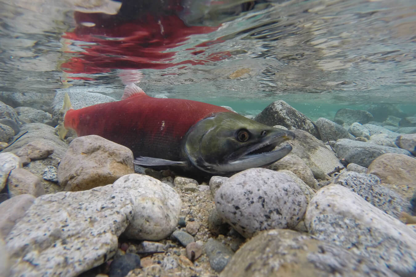 Salmon, Wrangell-St. Elias National Park, Alaska | Photo Credit: NPS