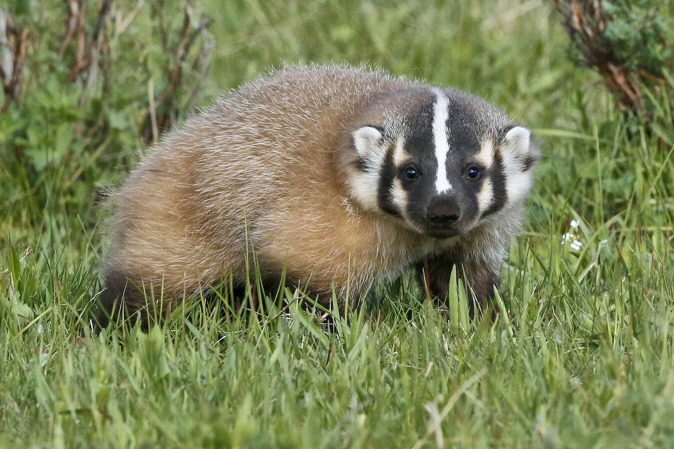 Baby Badger, Yellowstone National Park, Idaho, Montana & Wyoming | Photo Credit: Vella Torvik