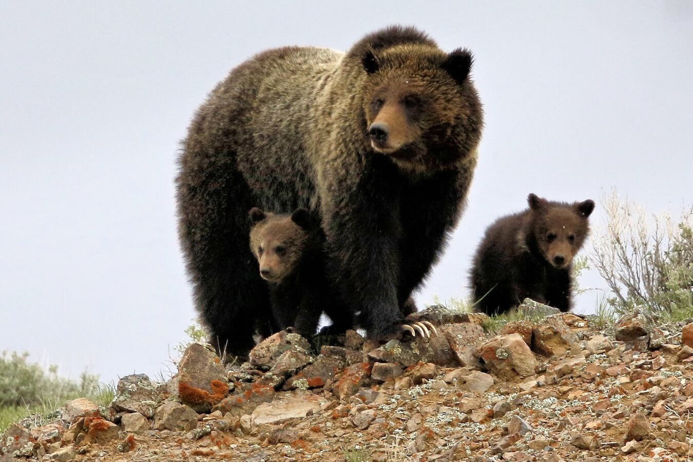 Grizzly Bear, Female with COYs (Cubs of the Year), Yellowstone National Park, Idaho, Montana & Wyoming | Photo Credit: Vella Torvik