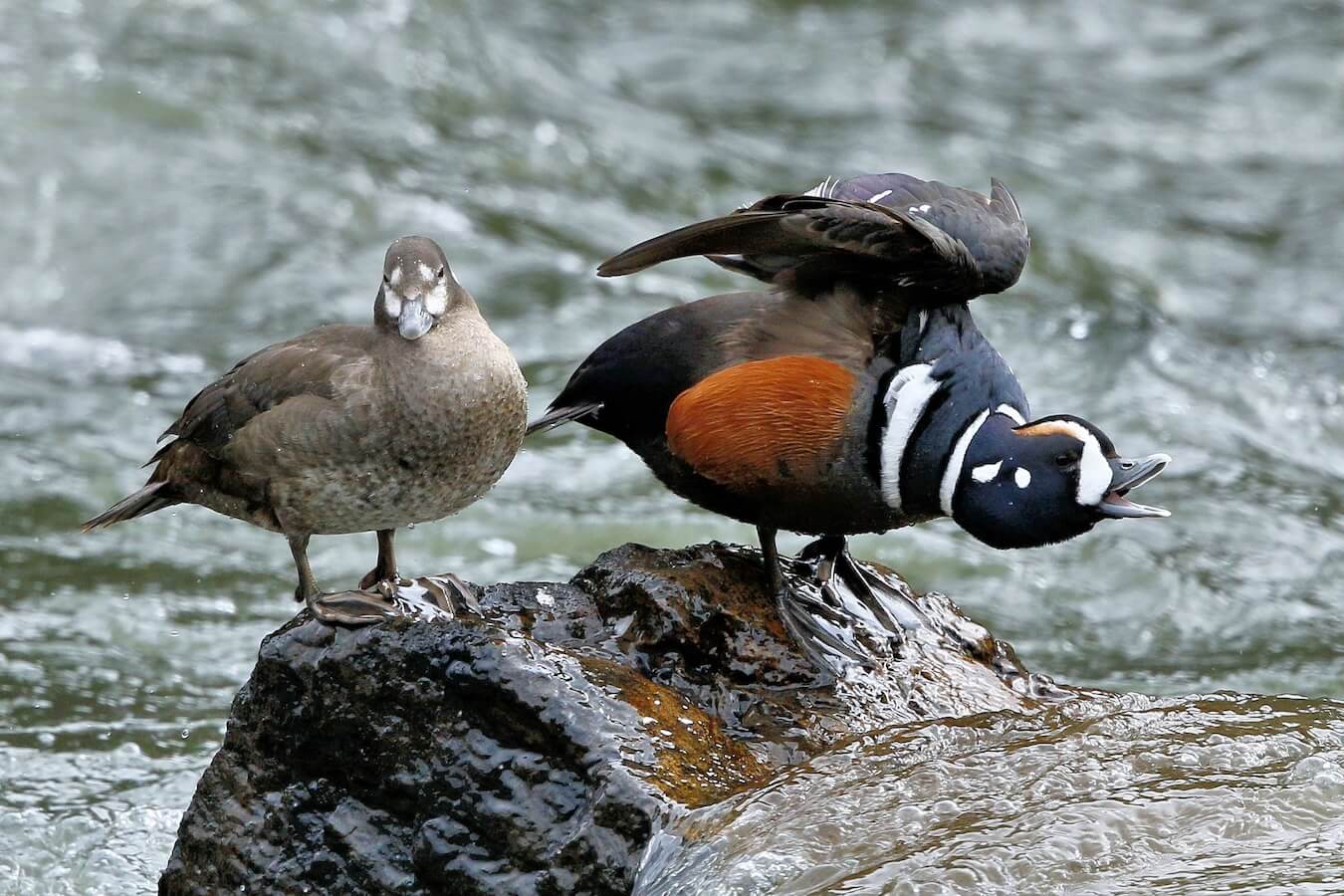 Harlequin Ducks, Drake and Hen, Yellowstone National Park, Idaho, Montana & Wyoming | Photo Credit: Vella Torvik