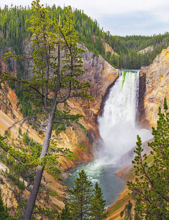 Lower Falls – Red Rock PointYellowstone National Park 