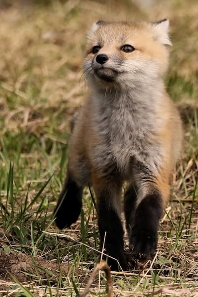Red Fox, Kit, Yellowstone National Park, Idaho, Montana & Wyoming | Photo Credit: Vella Torvik