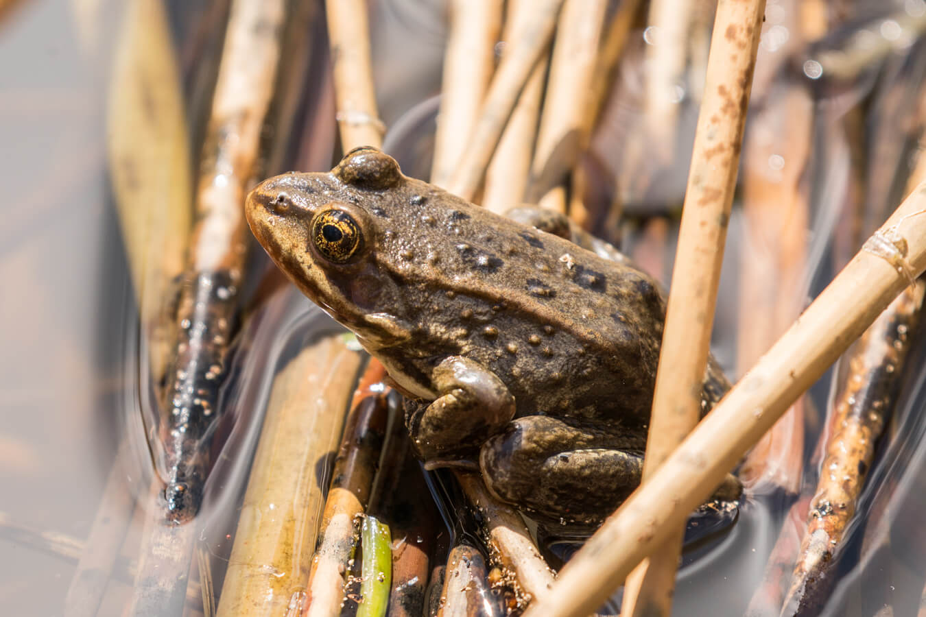 Colombia Spotted Frog, Yellowstone National Park, Idaho, Montana & Wyoming | Photo Credit: Shutterstock / Michelle Holihan