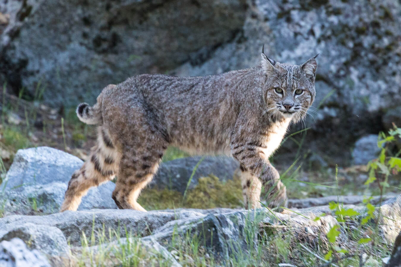 Bobcat, Yosemite National Park, California | Photo Credit: Shutterstock / Konstantin Kuteev