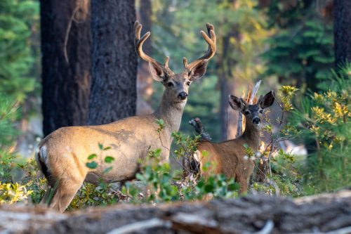 Two Mule Deer, Yosemite National Park, California | Photo Credit: Shutterstock / Sean R. Stubben